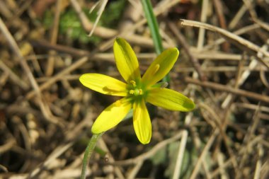 Sarı gagea çiçeği bahar mevsiminde çimlerin üzerinde, yakın plan