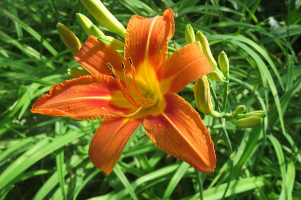 Krásná Oranžová Lilie Tygří Zahradě Detailní Záběr — Stock fotografie