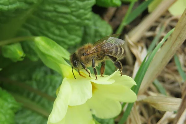 Honigbiene Auf Der Ersten Frühlingsprimel Garten Nahaufnahme — Stockfoto