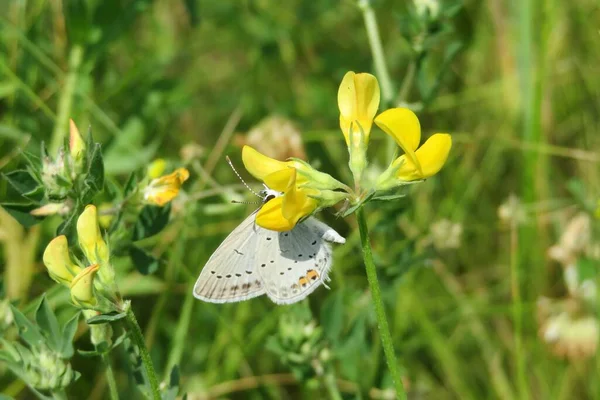 Schöner Polyommatus Schmetterling Auf Gelben Lathyrus Blüten Auf Der Wiese — Stockfoto