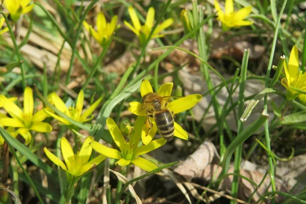 Bee Spring Gagea Flowers Garden Closeup — Stock Photo, Image