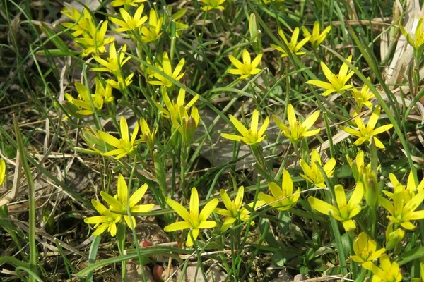 Beautiful Yellow Gagea Flower Spring Season — Stock Photo, Image