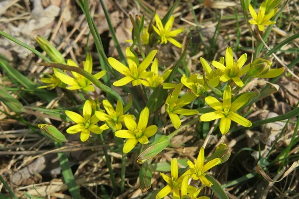 Bahar mevsiminde güzel sarı gagea çiçeği