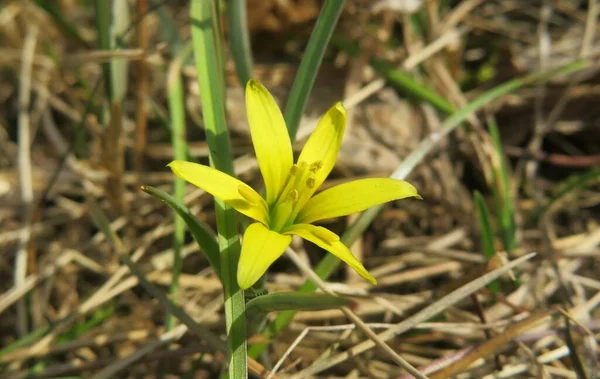 Sarı gagea çiçeği bahar mevsiminde çimlerin üzerinde, yakın plan