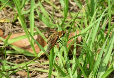 Yeşil çimlerin üzerinde tropik uçan sinek