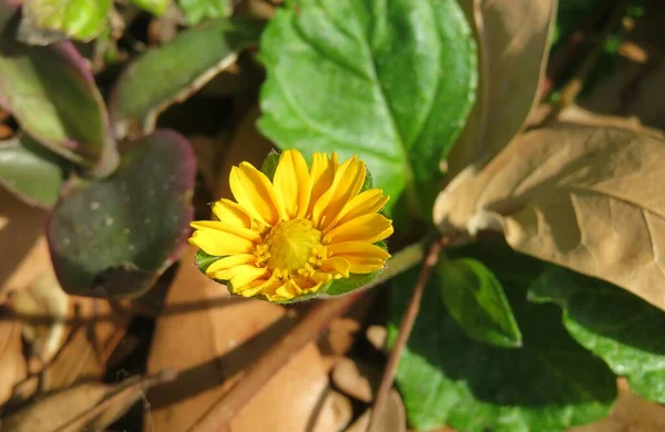 Closeup Beautiful Yellow Sphagneticola Flower Natural Leafs Background — Stock Photo, Image