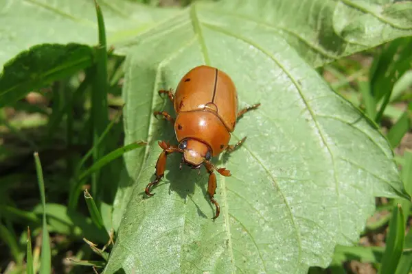 Chafer Escarabajo Naranja Sobre Hojas Verdes Naturaleza — Foto de Stock