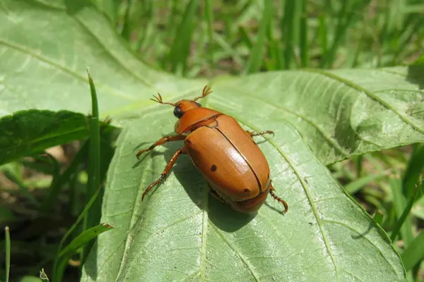 Chafer Escarabajo Naranja Sobre Hojas Verdes Naturaleza — Foto de Stock