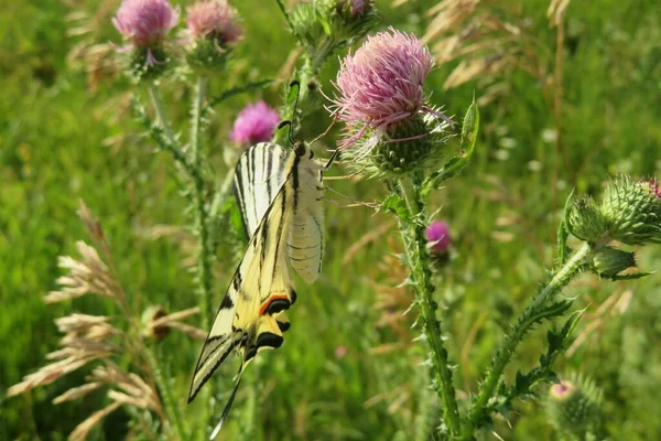 Gyönyörű Fecskefarkú Pillangó Bogáncs Virág Területen Természetes Zöld Háttér — Stock Fotó