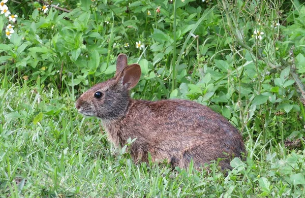 Graue Kaninchen Freier Wildbahn Auf Grünem Gras Hintergrund — Stockfoto