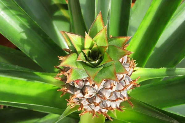 菠萝生长在花园的绿叶背景上 免版税图库照片