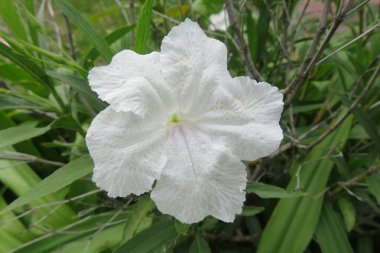 Bahçede beyaz petunya çiçeği, yakın plan