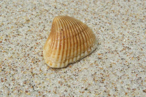 Beige Seashell Sand Background Closeup — 图库照片