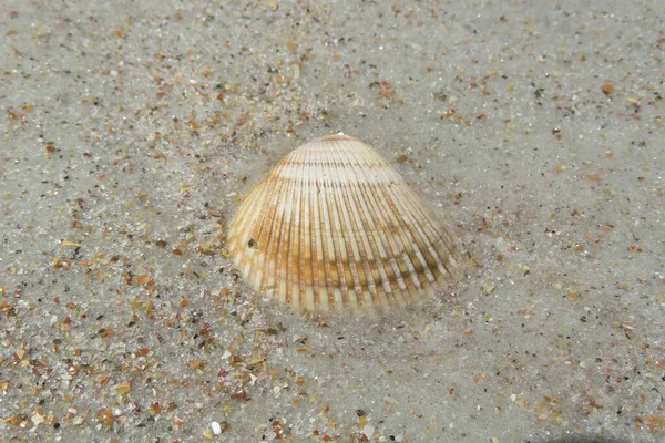 Beige Κοχύλι Φόντο Άμμο Closeup — Φωτογραφία Αρχείου