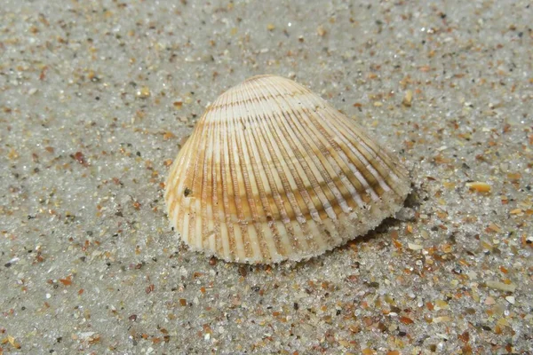 Conchiglia Beige Fondo Sabbia Primo Piano — Foto Stock