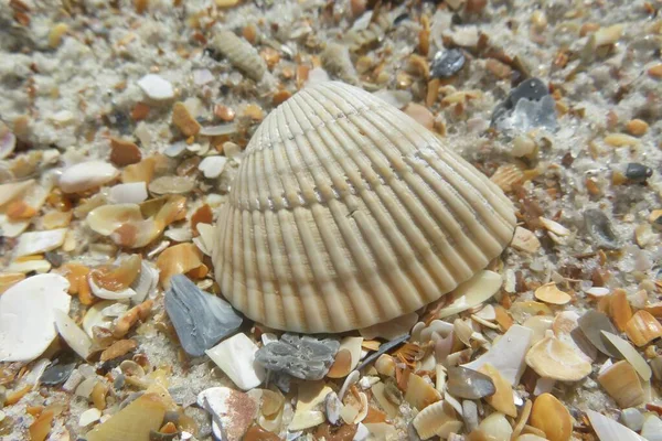 Seashells Sulla Spiaggia Della Florida Primo Piano — Foto Stock