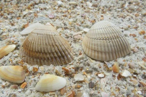 Seashells Sulla Spiaggia Della Florida Primo Piano — Foto Stock