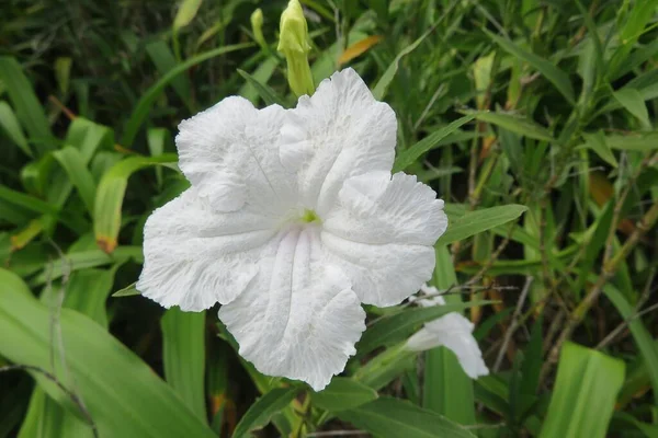 Flor Petunia Blanca Jardín Primer Plano —  Fotos de Stock