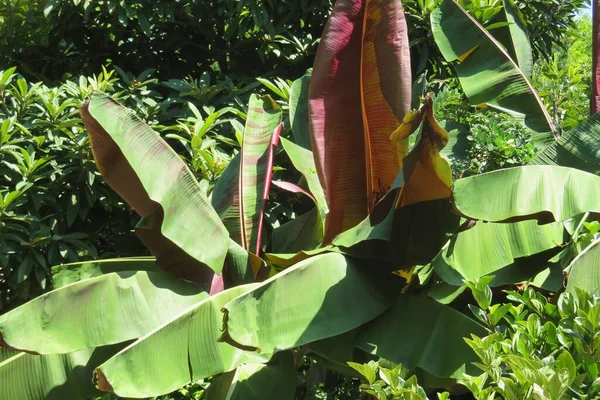 stock image Green banana leaves, tropical foliage in Florida zoological garden