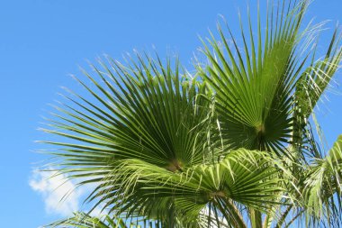 Florida 'da mavi gökyüzü arka planında palmiye ağacı