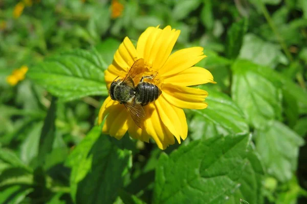 Μαύρη Μέλισσα Κίτρινο Λουλούδι Στον Κήπο Φυσικό Πράσινο Φόντο Φύλλων — Φωτογραφία Αρχείου