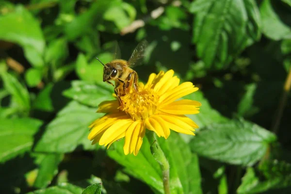 Abeille Miel Sur Fleur Sphagneticola Jaune Dans Nature Gros Plan — Photo