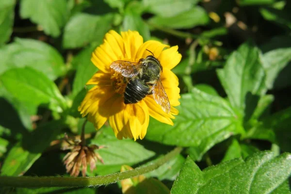 Μαύρη Μέλισσα Κίτρινο Λουλούδι Στον Κήπο Φυσικό Πράσινο Φόντο Φύλλων — Φωτογραφία Αρχείου