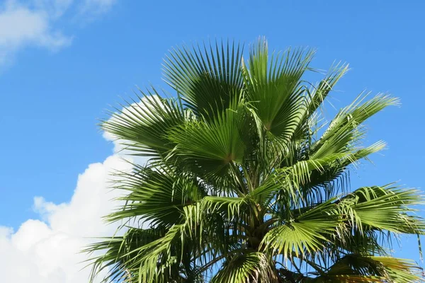 Palm Tree Top Blue Sky Background Florida — Fotografia de Stock