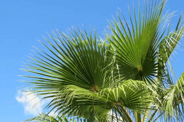 Palm Tree Top Blue Sky Background Florida — Fotografia de Stock