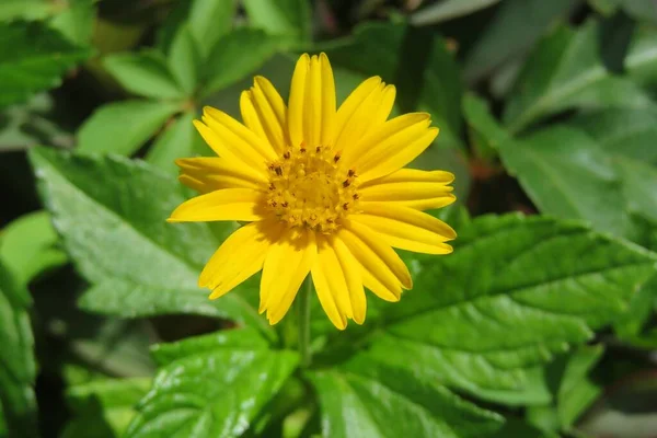 Krásné Žluté Sphagneticola Květiny Přírodním Zeleném Pozadí — Stock fotografie