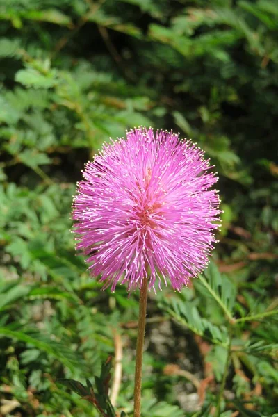 Yeşil Çimlerin Üzerinde Güzel Pembe Mimoza Pudika Çiçeği — Stok fotoğraf
