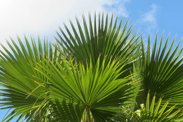 蓝天背景下美丽的棕榈树枝条 图库图片