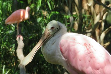 Florida 'daki hayvanat bahçesinde güzel pembe gül kaşığı faturası.
