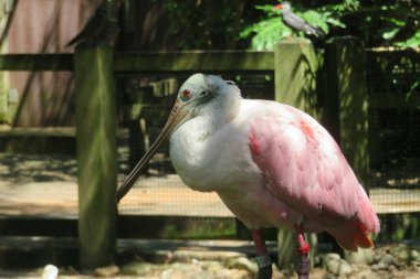Florida 'daki hayvanat bahçesinde güzel pembe gül kaşığı faturası.
