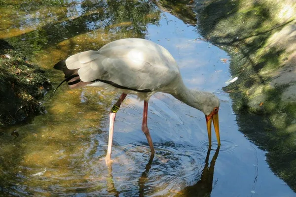 Bocian Żółtodzioby Stawie Florydzie Zoo — Zdjęcie stockowe