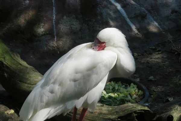 Λευκός Γερανός Ζωολογικό Κήπο Σκούρο Φόντο Κοντινό Πλάνο — Φωτογραφία Αρχείου