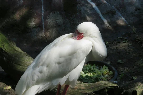 Vit Kran Zoo Mörk Bakgrund Närbild — Stockfoto