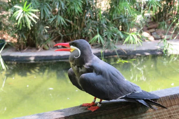 緑の池の水の背景に動物園でインカ鳥 クローズアップ — ストック写真