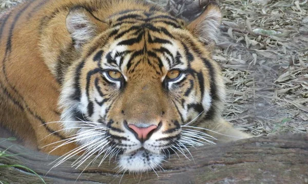 Крупный План Красивого Тигра Зоопарке Флориды — стоковое фото