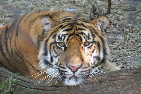 Närbild Vacker Tiger Zoo Florida — Stockfoto