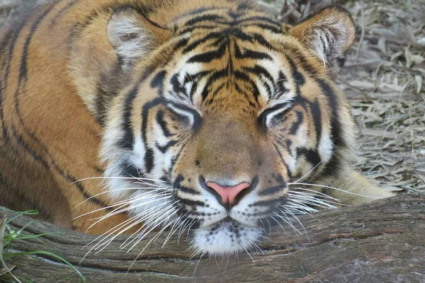 Крупный План Красивого Тигра Зоопарке Флориды — стоковое фото