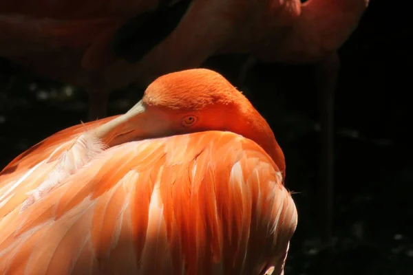 Beautiful Orange Flamingo Black Background Closeup — Stock Photo, Image