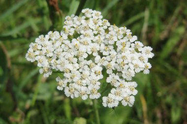 Beyaz kiremit yeşil çimen üzerinde tarlada akıyor