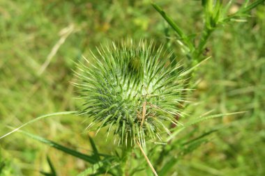 Tarladaki dikenli devedikeni doğal yeşil arka planda