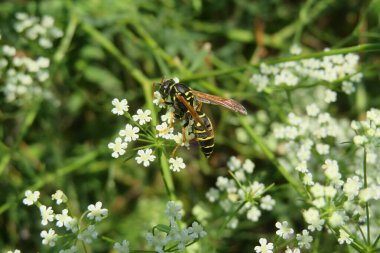 Beyaz falkaria çiçekleri üzerinde eşek arısı yeşil çimen arka planda