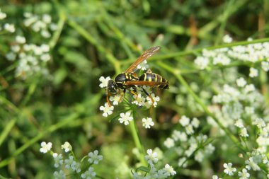 Beyaz falkaria çiçekleri üzerinde eşek arısı yeşil çimen arka planda