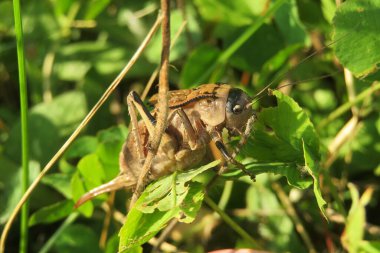 Kahverengi çekirge Onconotus Servillei çimlerin üzerinde, yakın plan