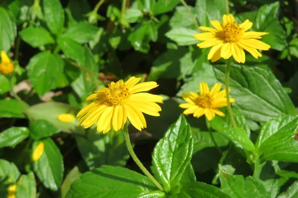 Hermosas Flores Esfagneticola Amarillas Jardín Sobre Fondo Hojas Verdes Naturales — Foto de Stock