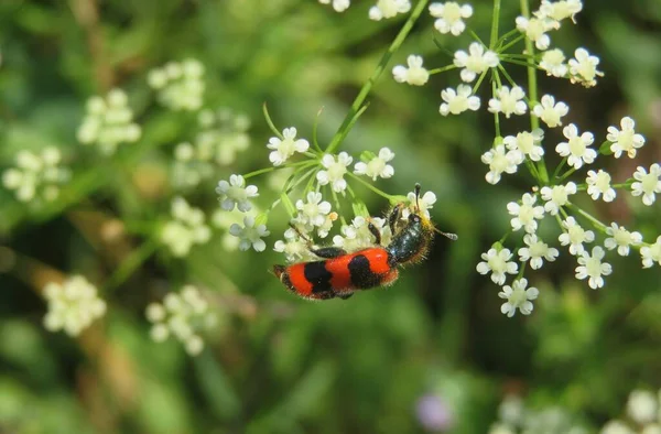 Escarabajo Tricodas Rojo Sobre Flores Silvestres Blancas Sobre Fondo Verde —  Fotos de Stock