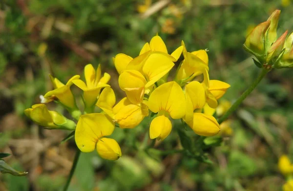 Çayırdaki Güzel Sarı Latilus Çiçeklerine Yakın Plan Yakın Plan — Stok fotoğraf